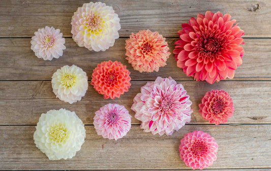 New Release Dahlias 2023