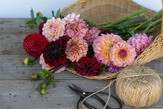 Growing dahlias