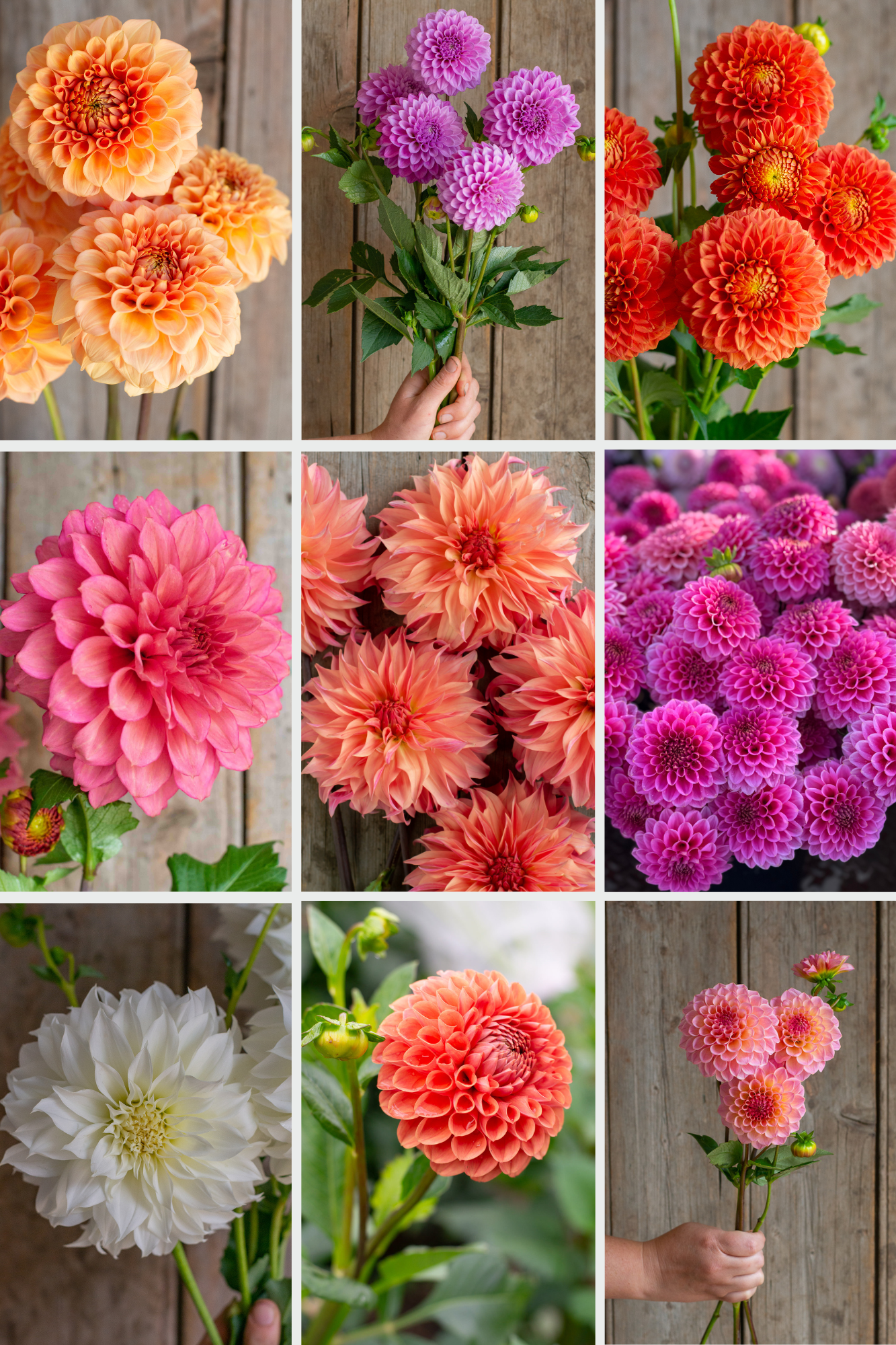 Cut Flower Favourites Pack