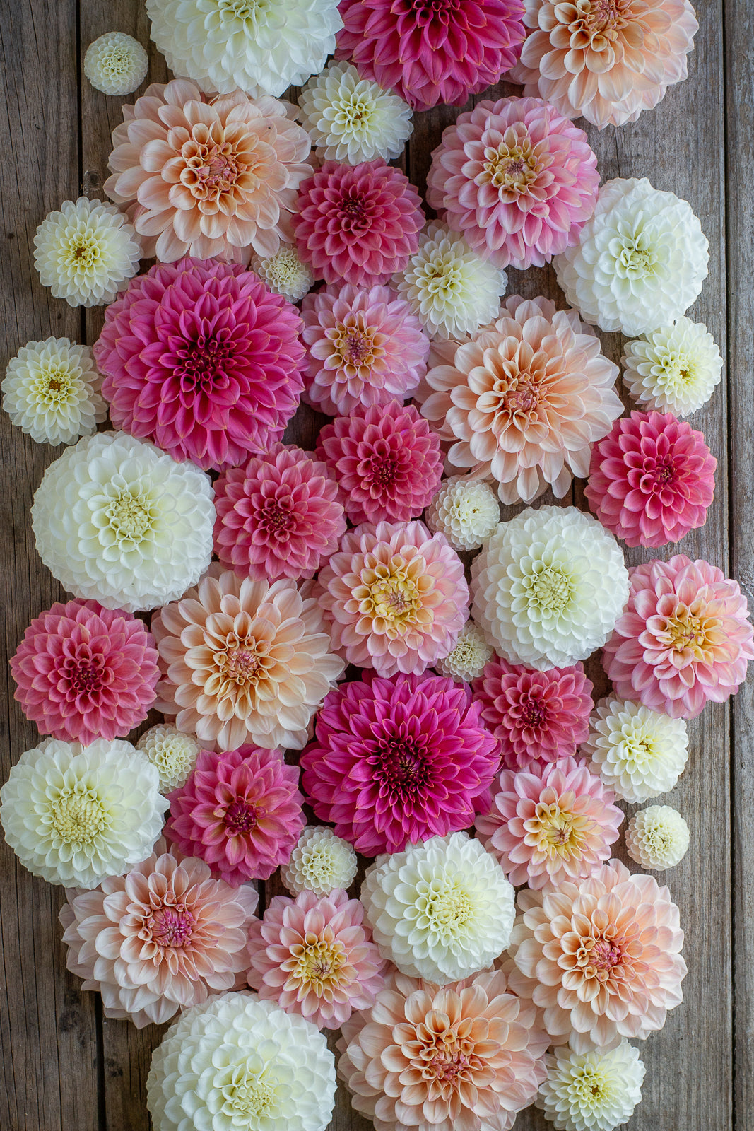 Blooms for Babes Pack FUNDRAISER