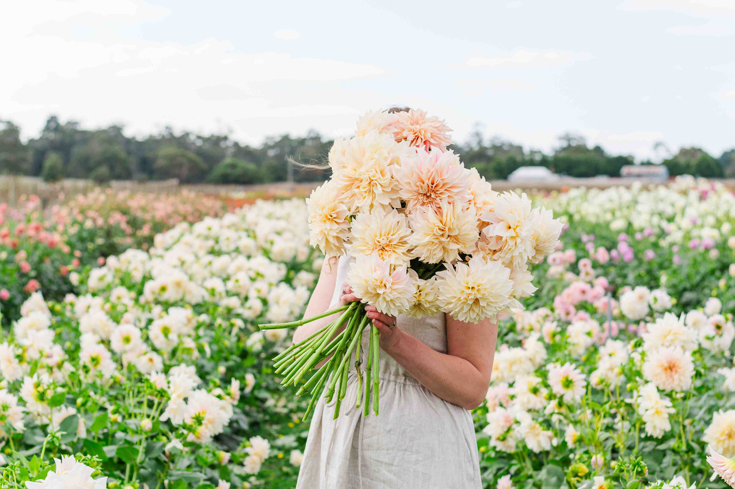 Afternoon tea in the dahlia field March 9th