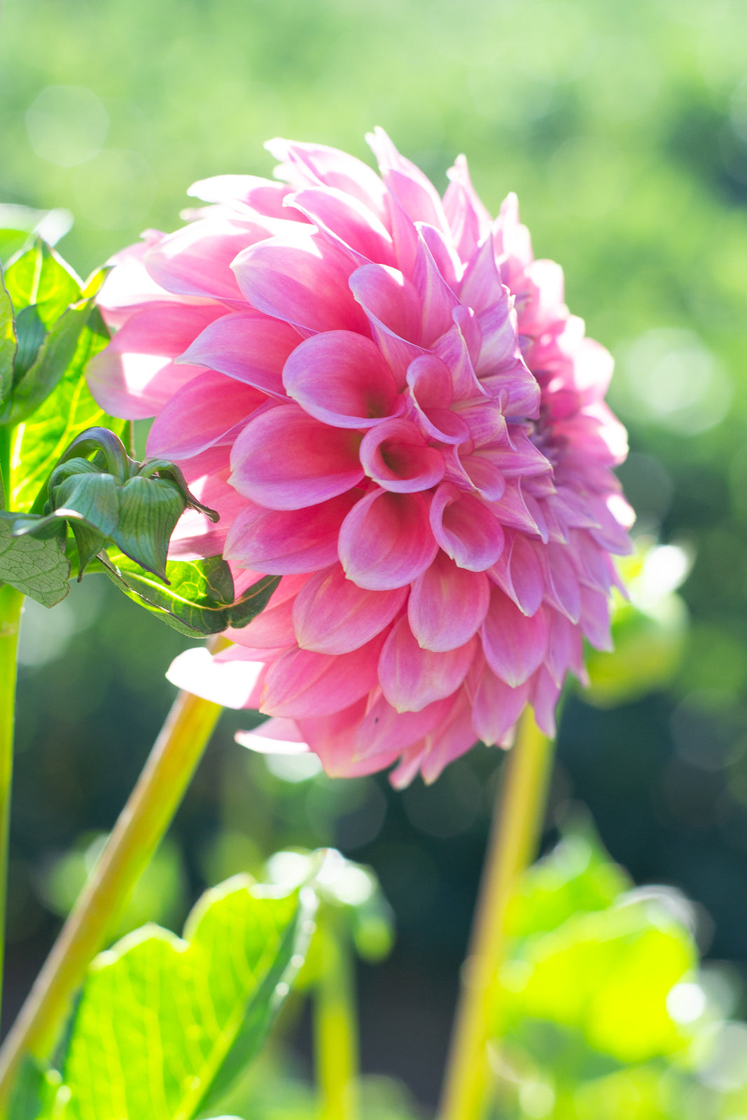 Florelie Flamingo NEW