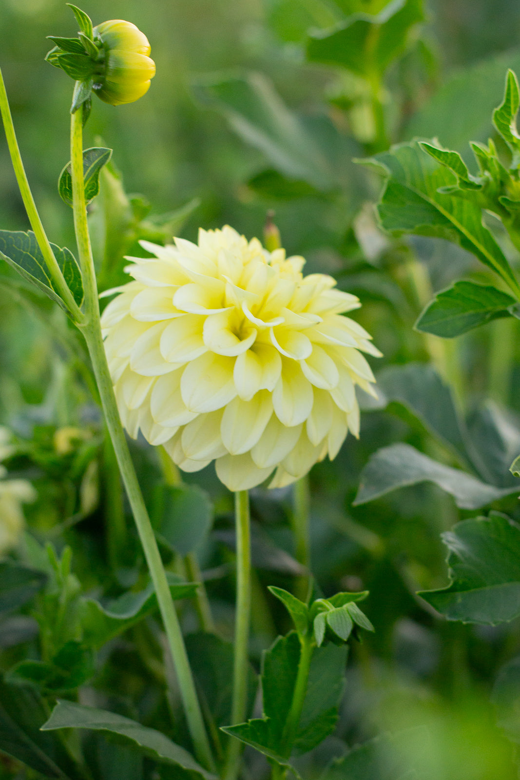 Florelie Limonata NEW