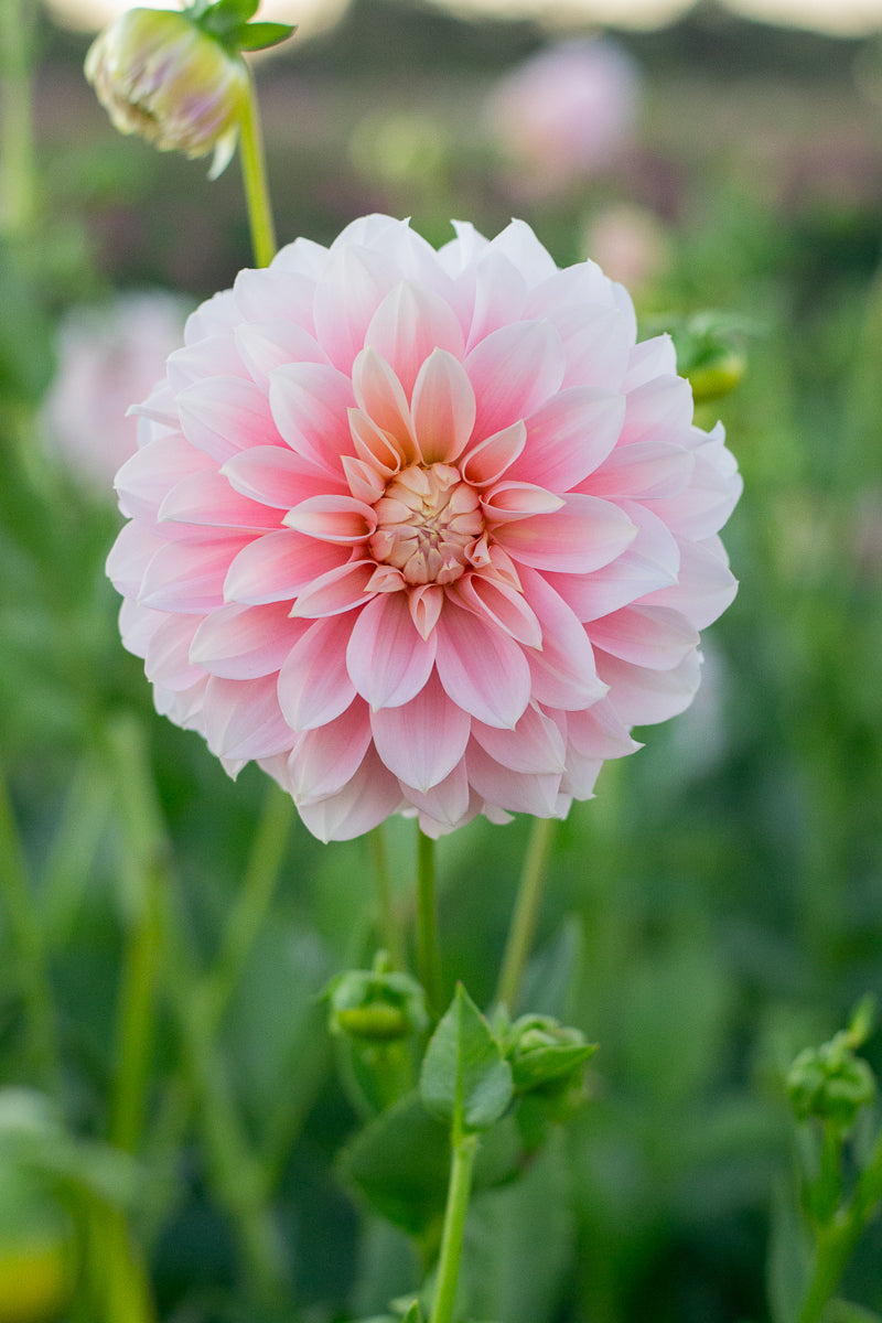 Florelie Maiden NEW