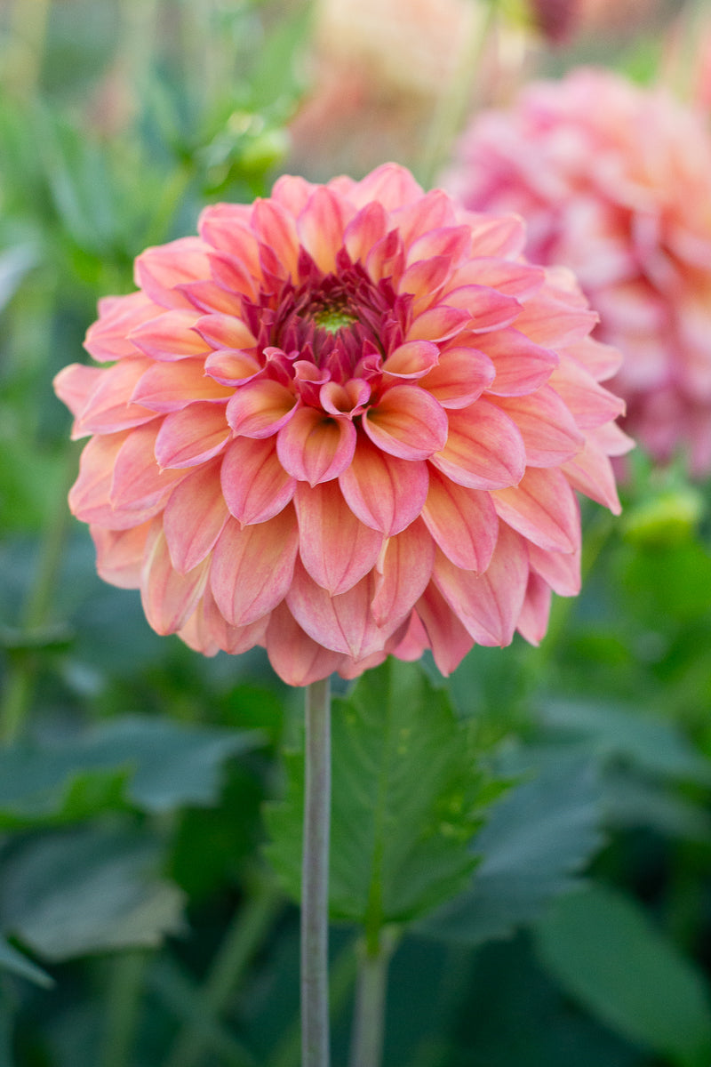 Florelie Solar Flare NEW