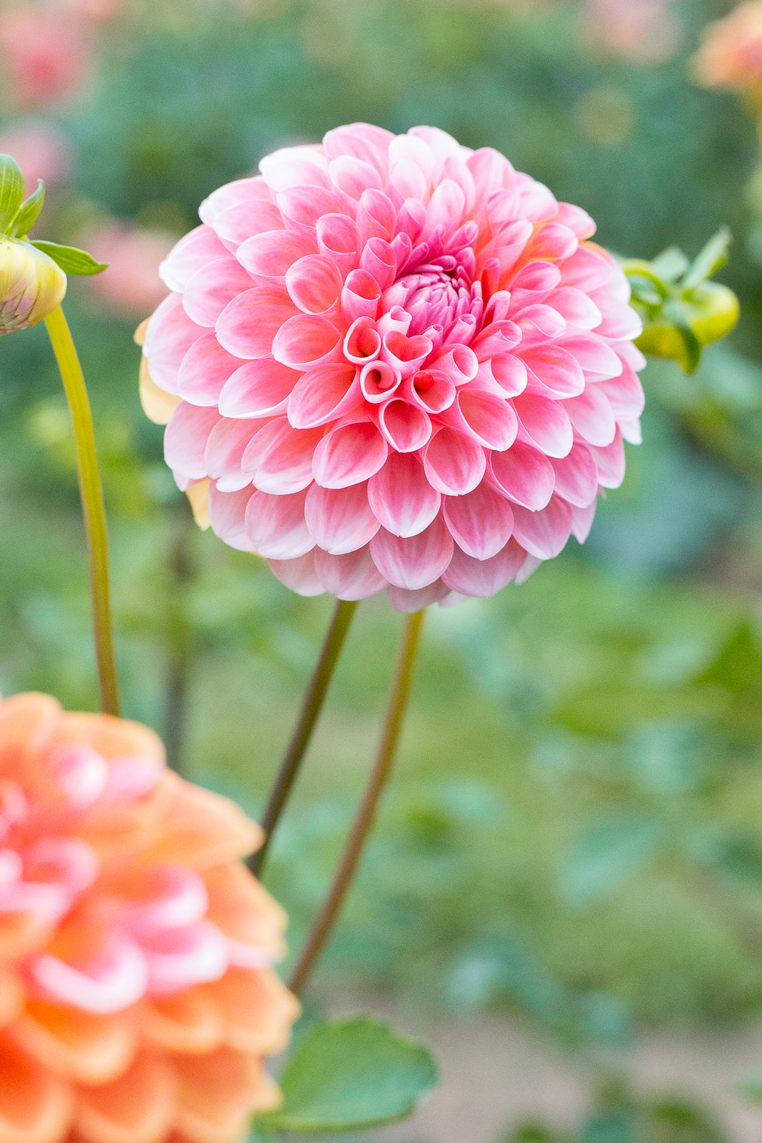 Spots and Stripes Pack