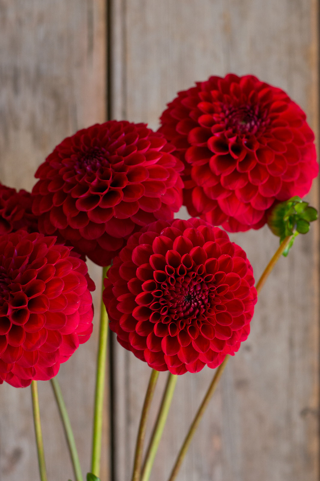 2025 New Release Pack