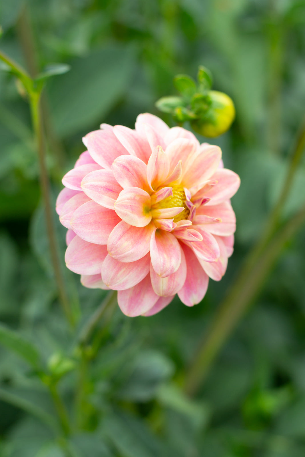 Florelie Strawberry Shortcake