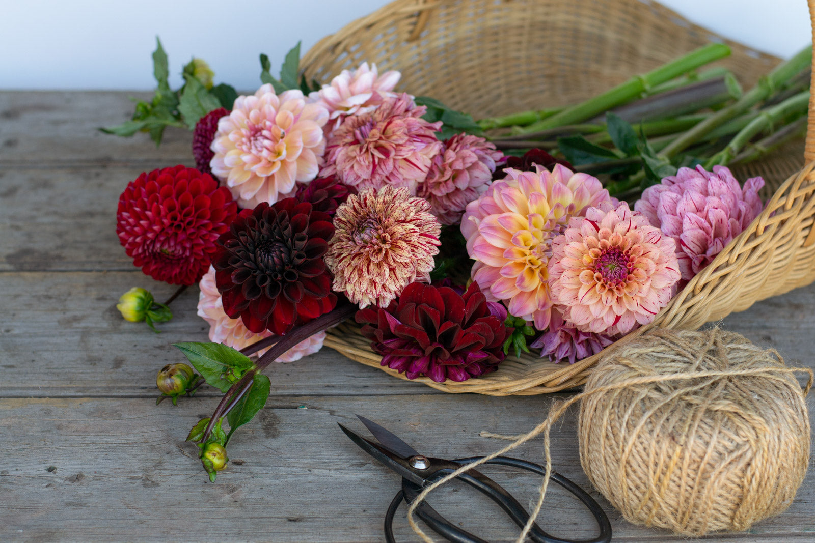 growing-dahlias-florelieau