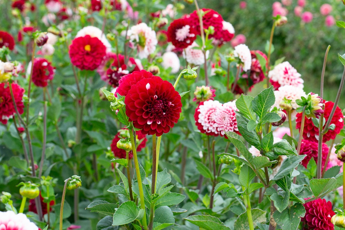 New Release Dahlias 2024