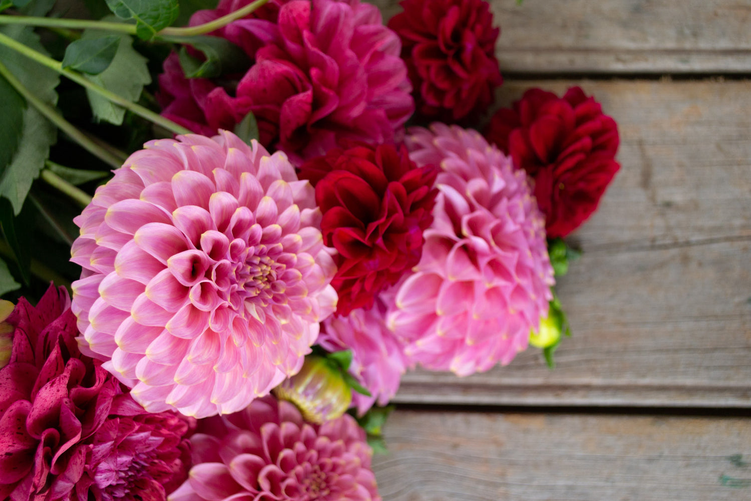 New release varieties 2021 FlorelieAU