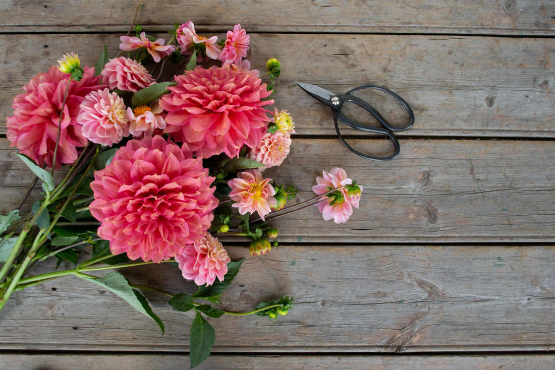 FAQs: Dahlia tuber sale