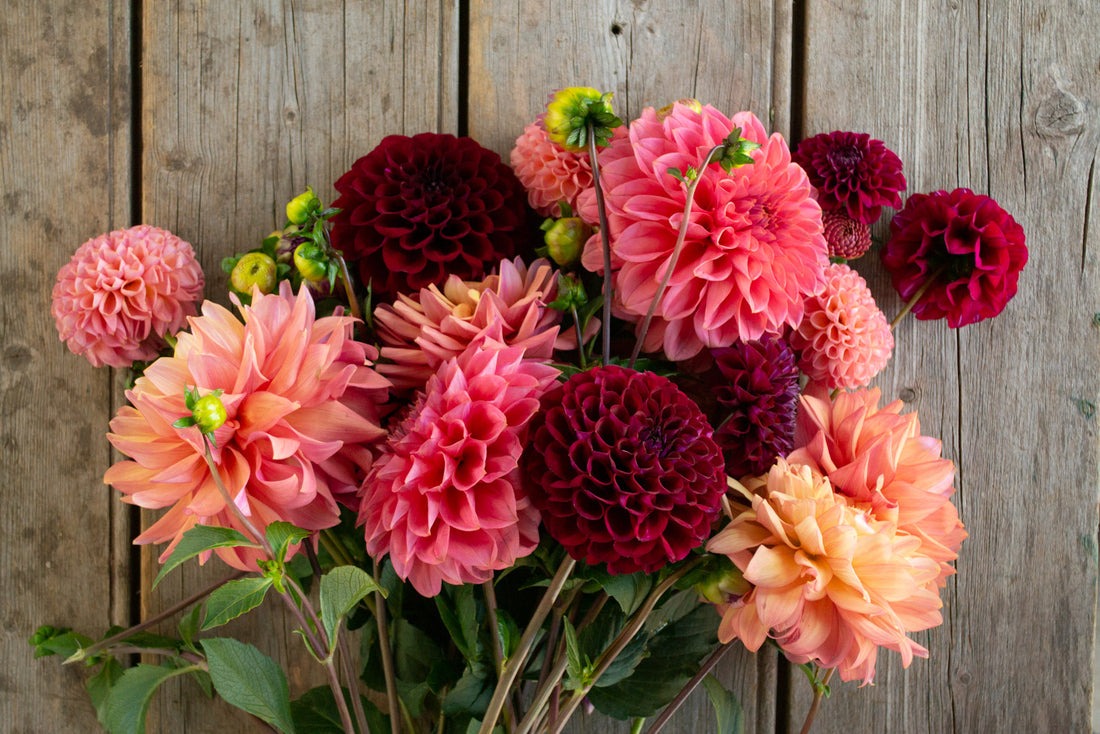 All about Dahlia tubers