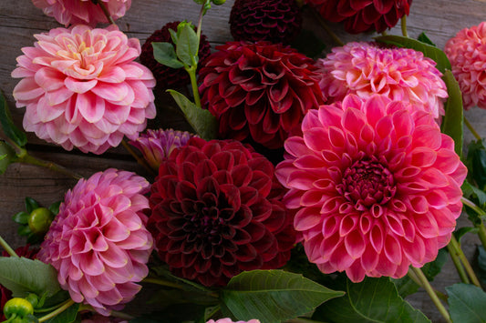 Dividing Dahlia tubers