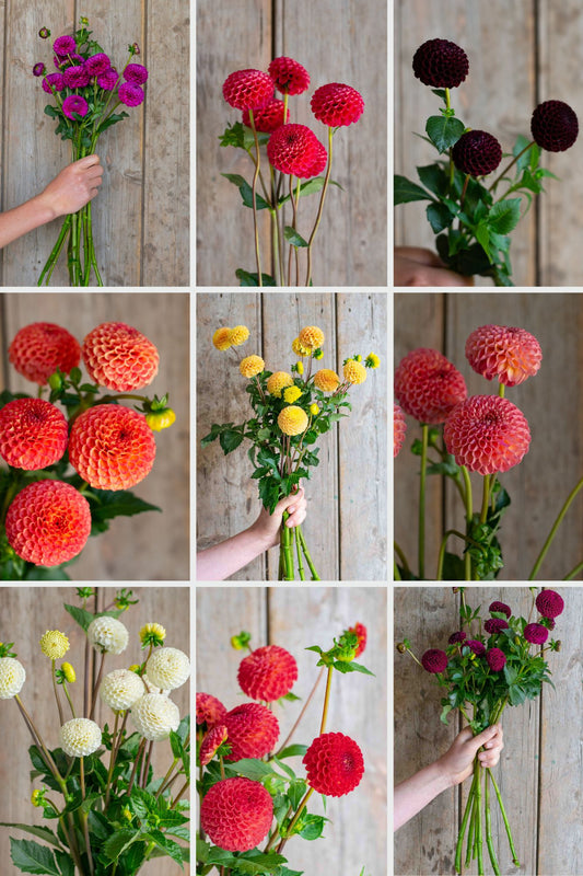 Pompon Dahlia Pack