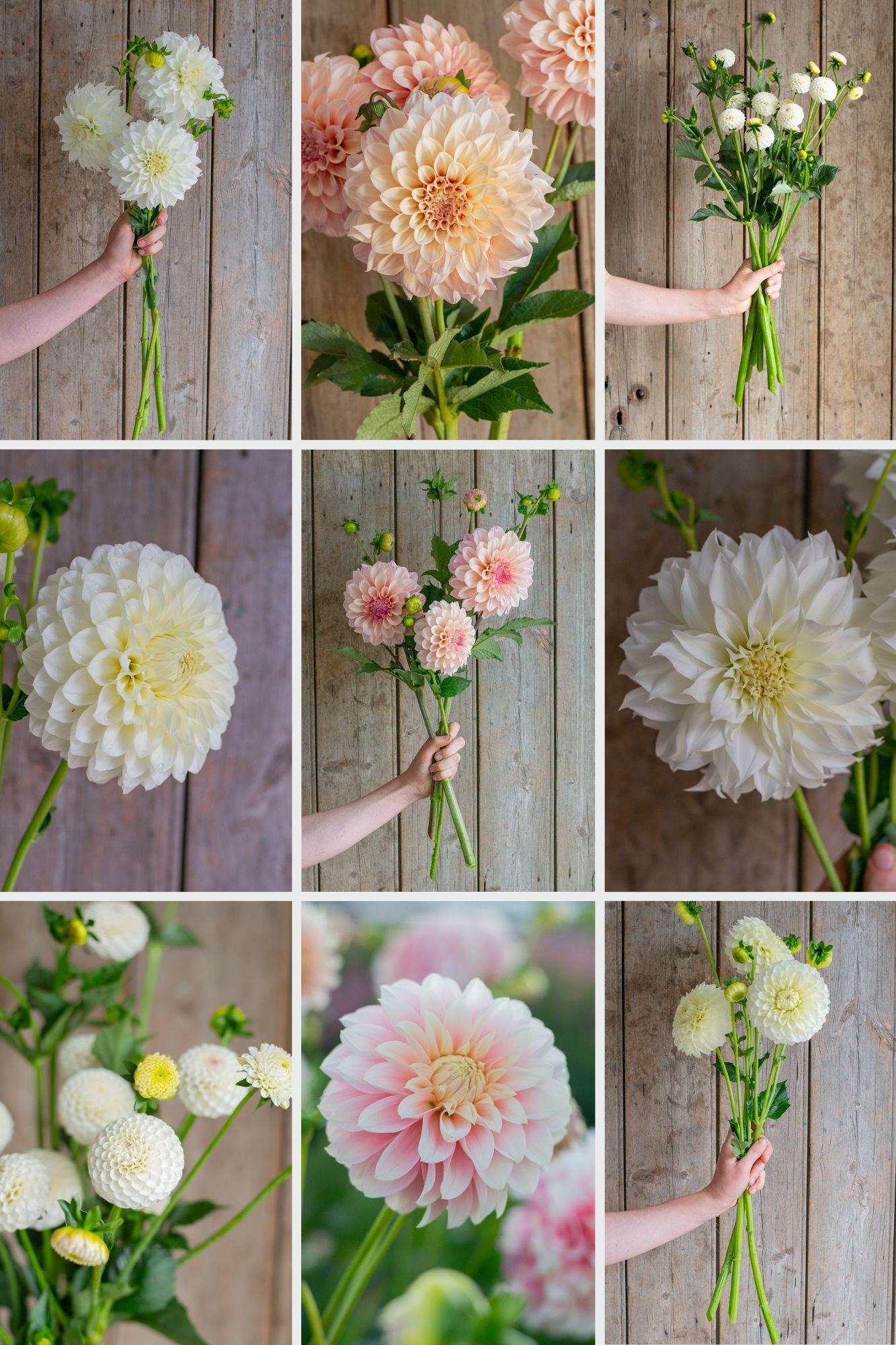 Wedding Pack