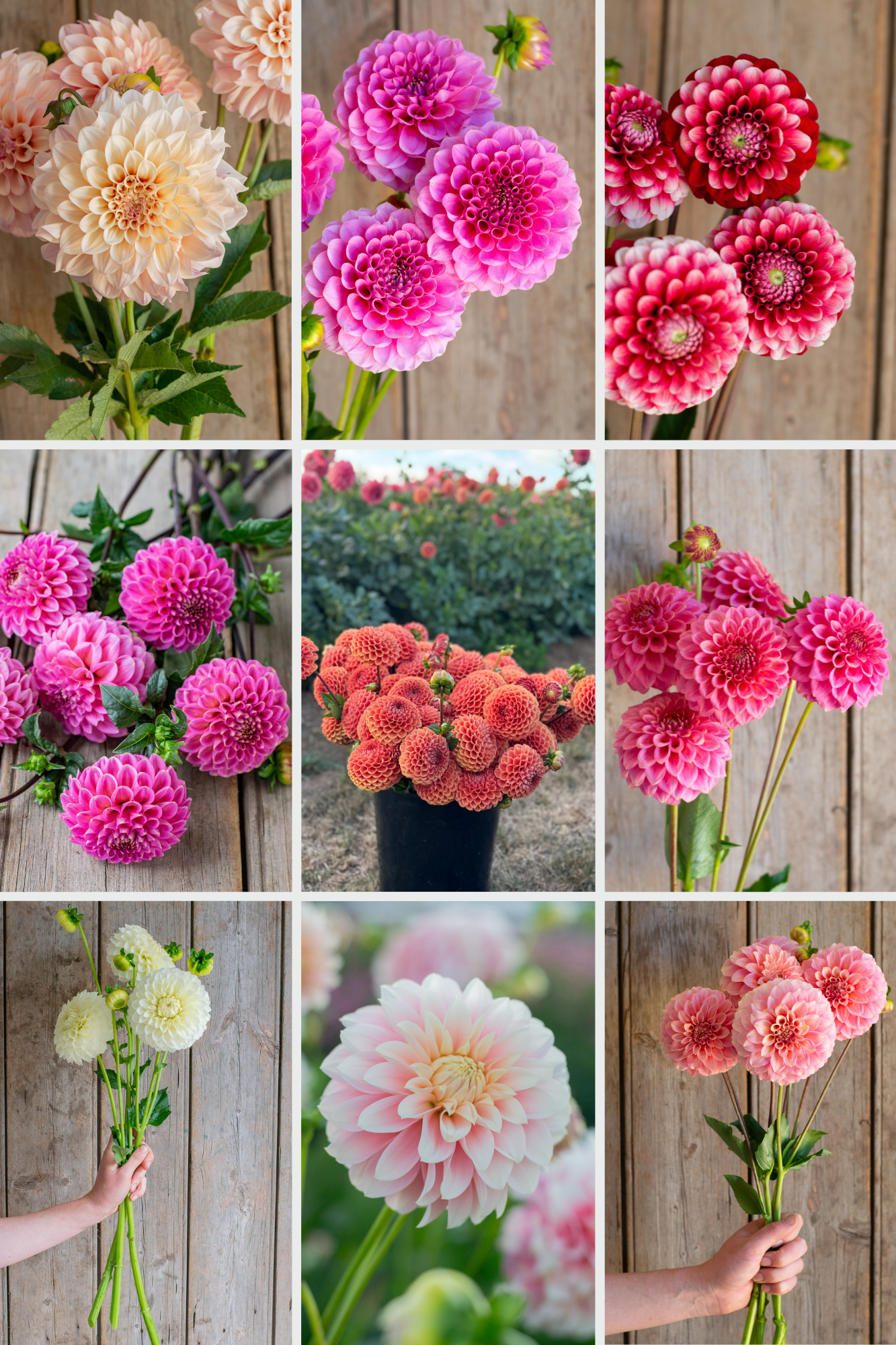 Cut Flower Favourites Pack