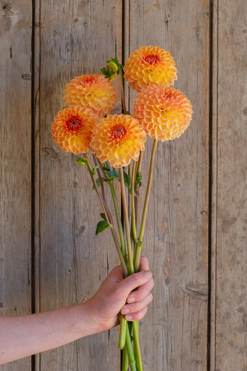 Blyton Softer Gleam