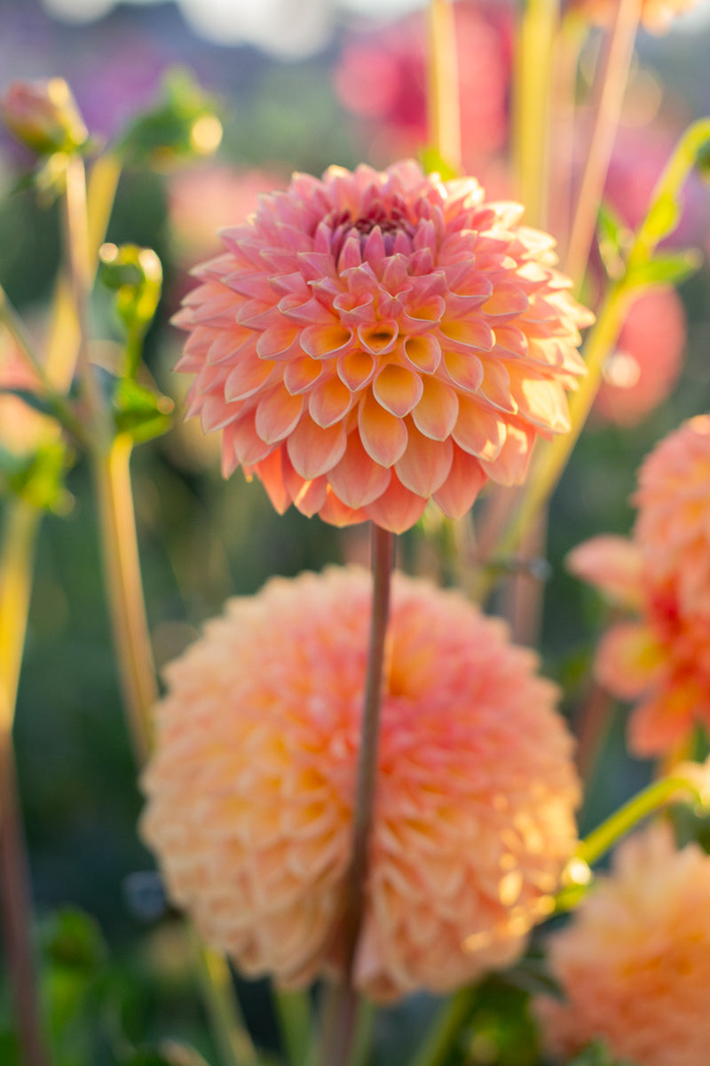 Blyton Softer Gleam
