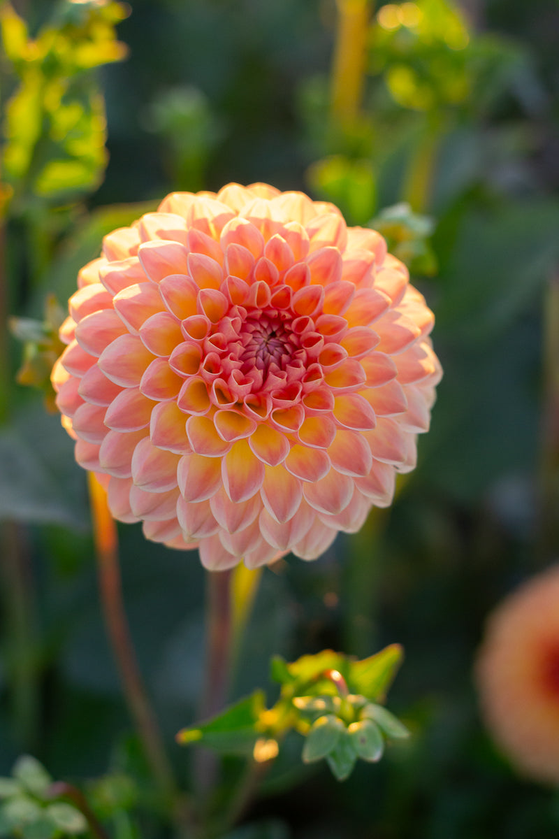 Blyton Softer Gleam