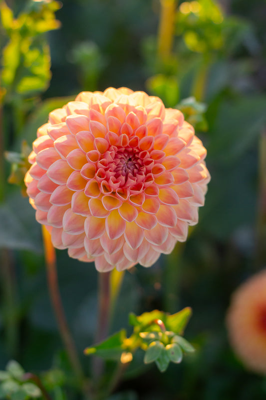 Blyton Softer Gleam