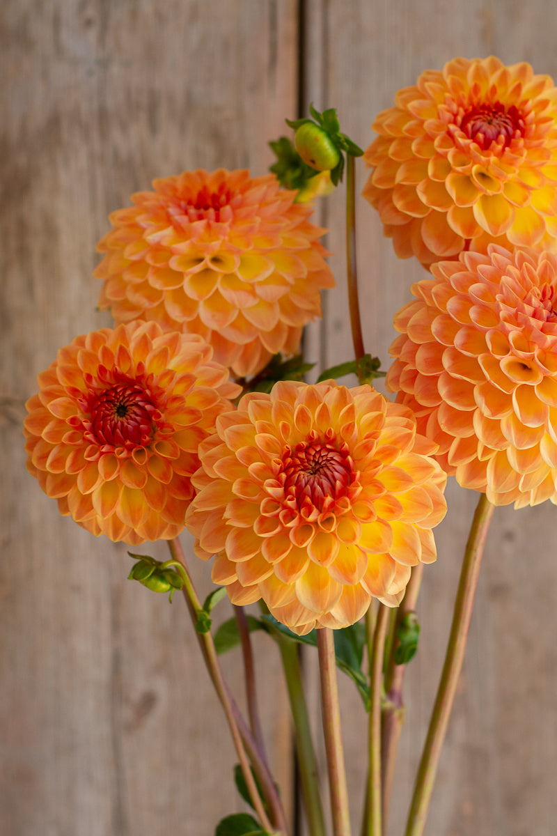 Blyton Softer Gleam