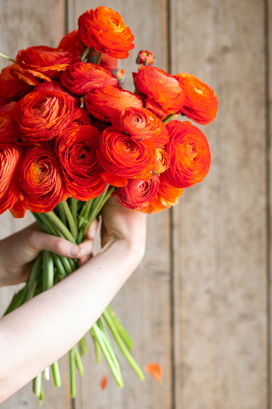 Italian Ranunculus - Clementine