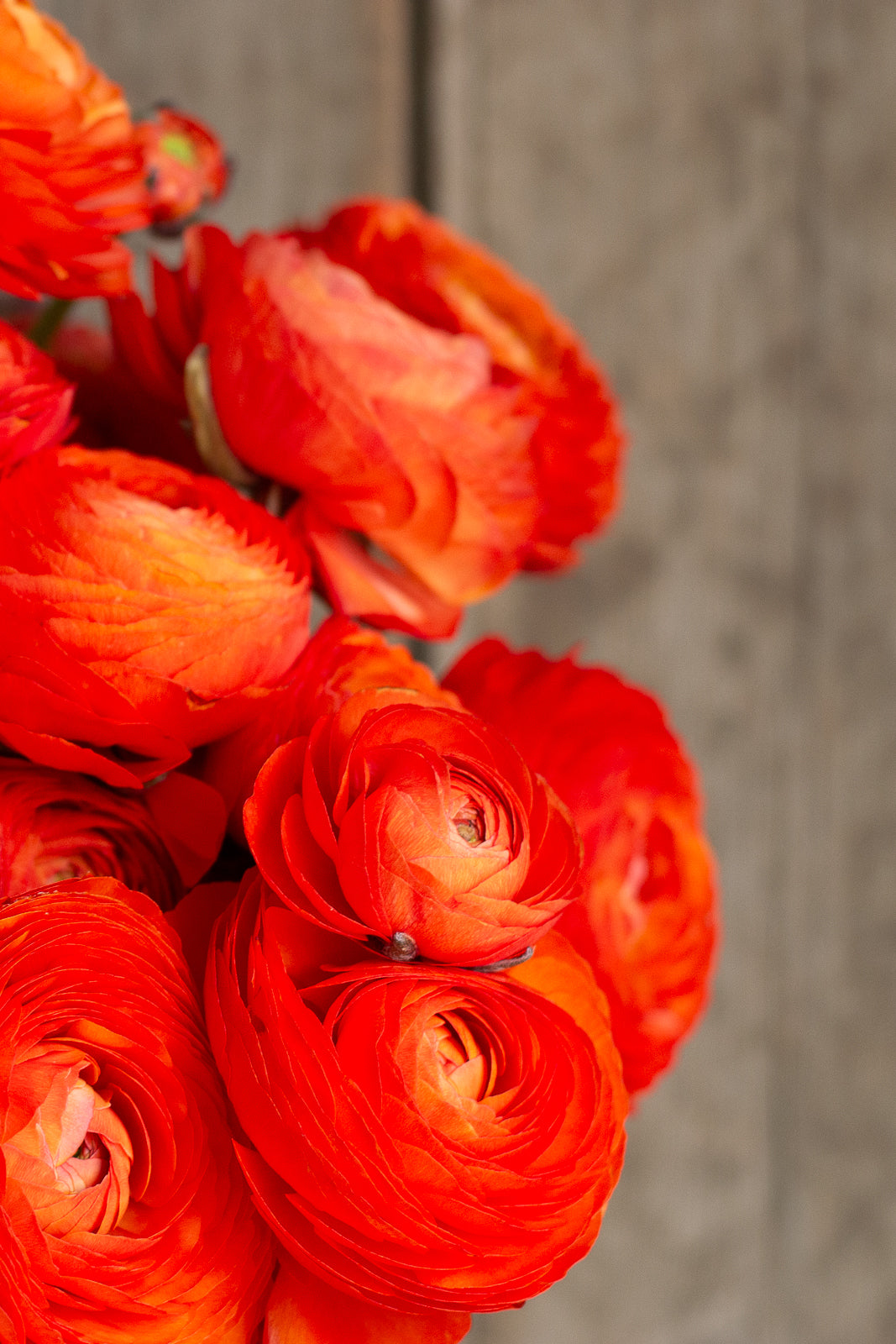 Italian Ranunculus - Clementine