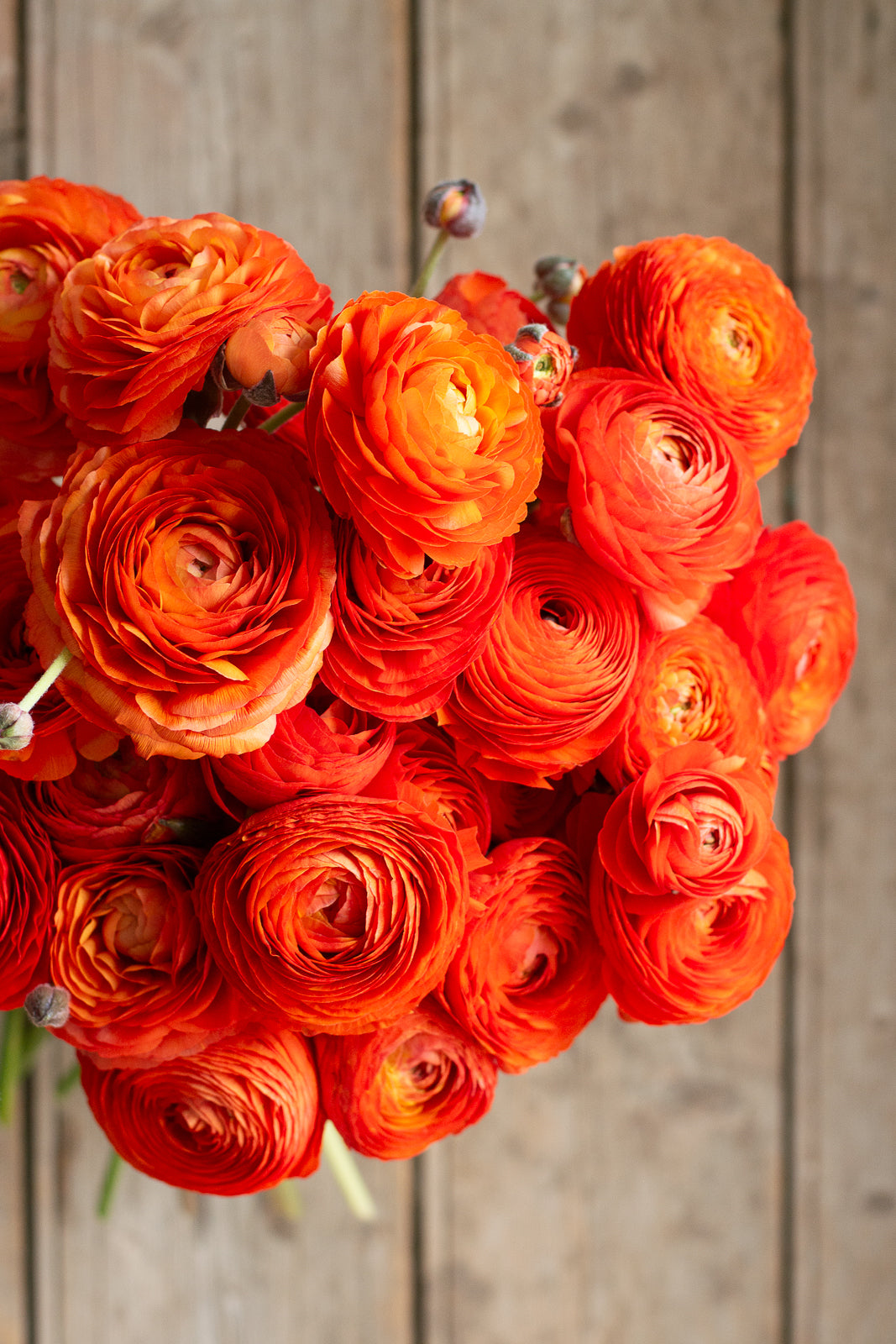 Italian Ranunculus - Clementine