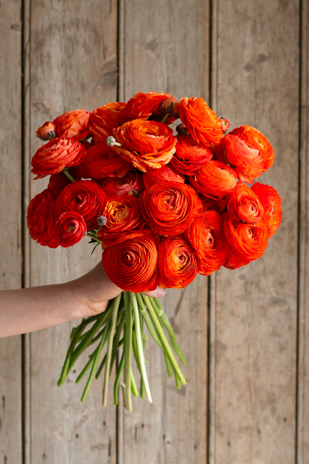 Italian Ranunculus - Clementine