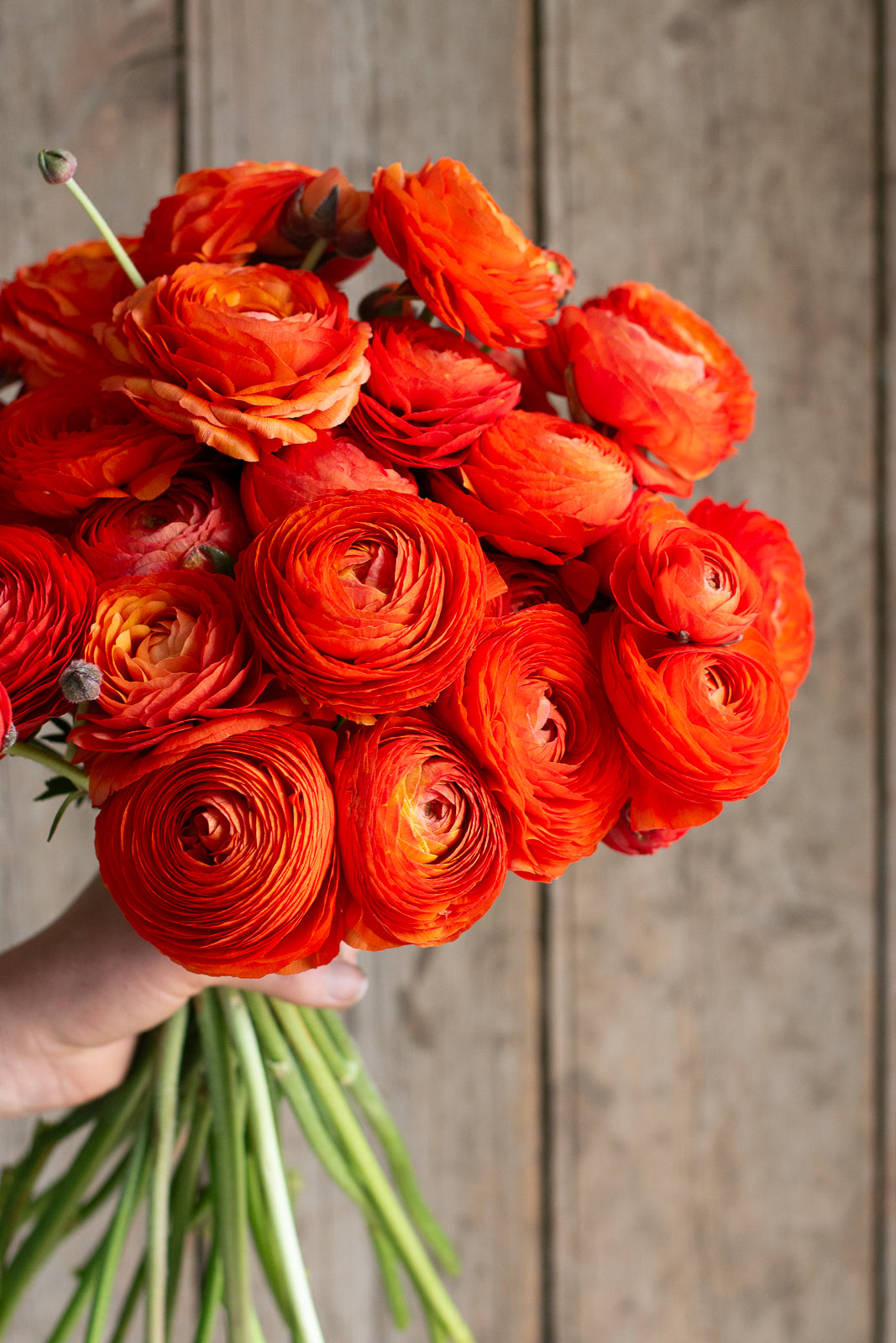 Italian Ranunculus - Clementine