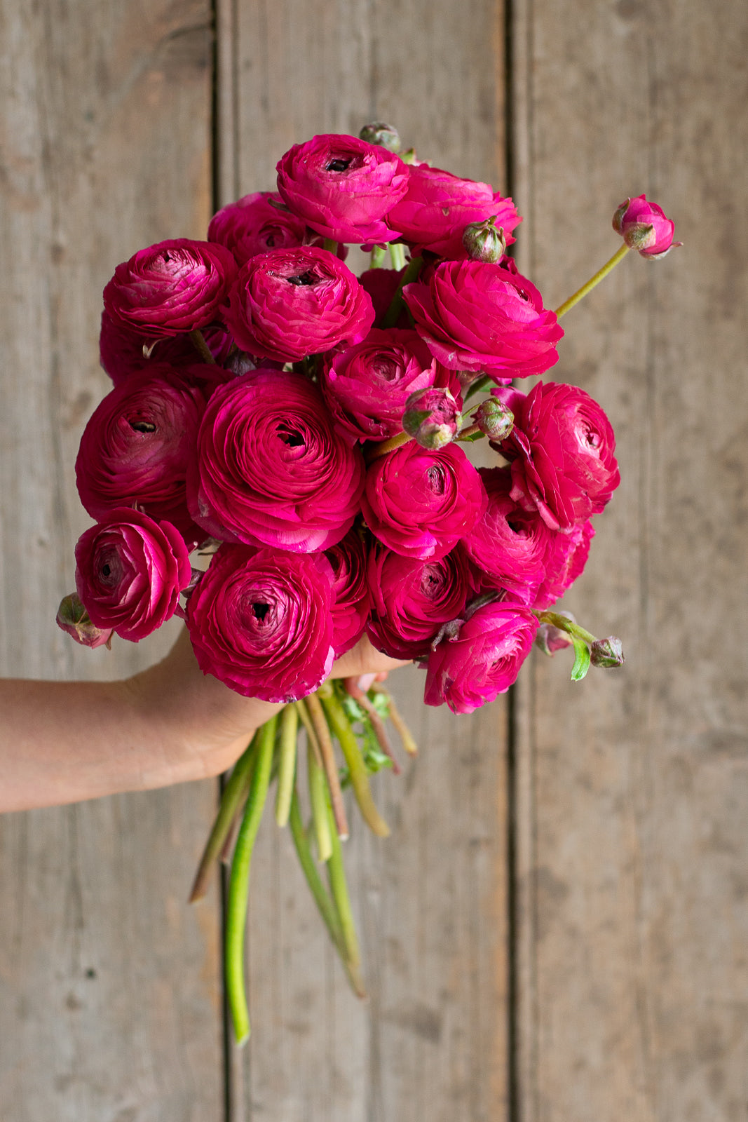 Italian Ranunculus - Hot Pink