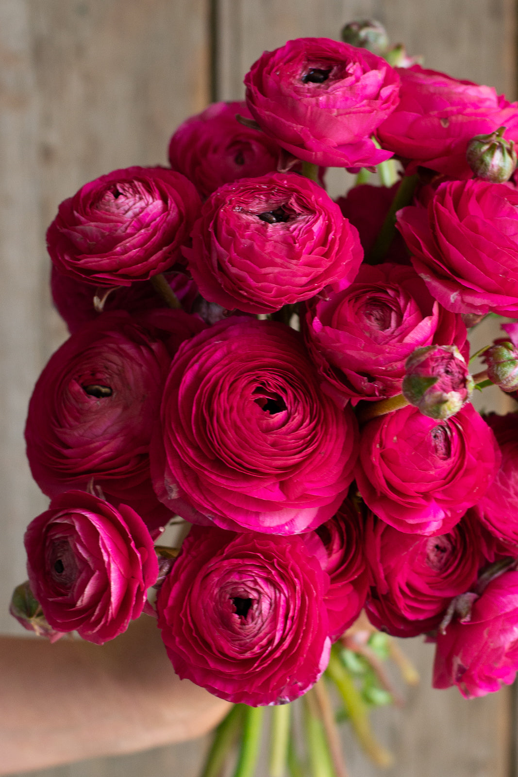 Italian Ranunculus - Hot Pink