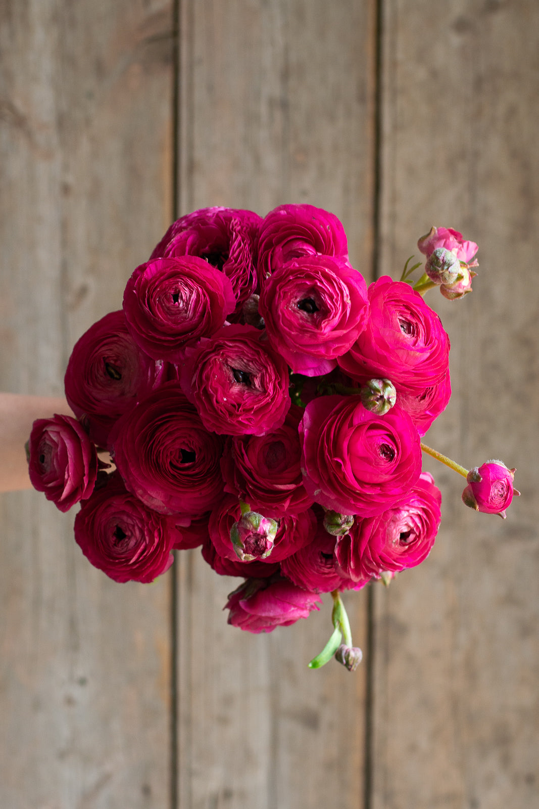 Italian Ranunculus - Hot Pink