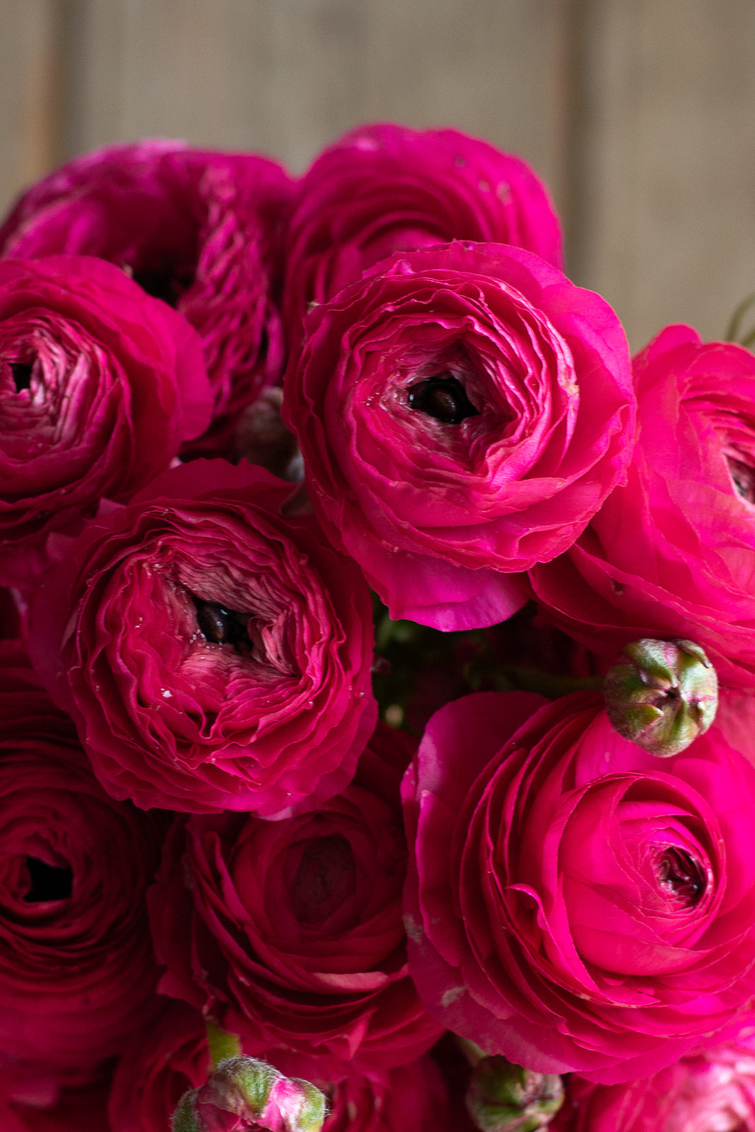 Italian Ranunculus - Hot Pink