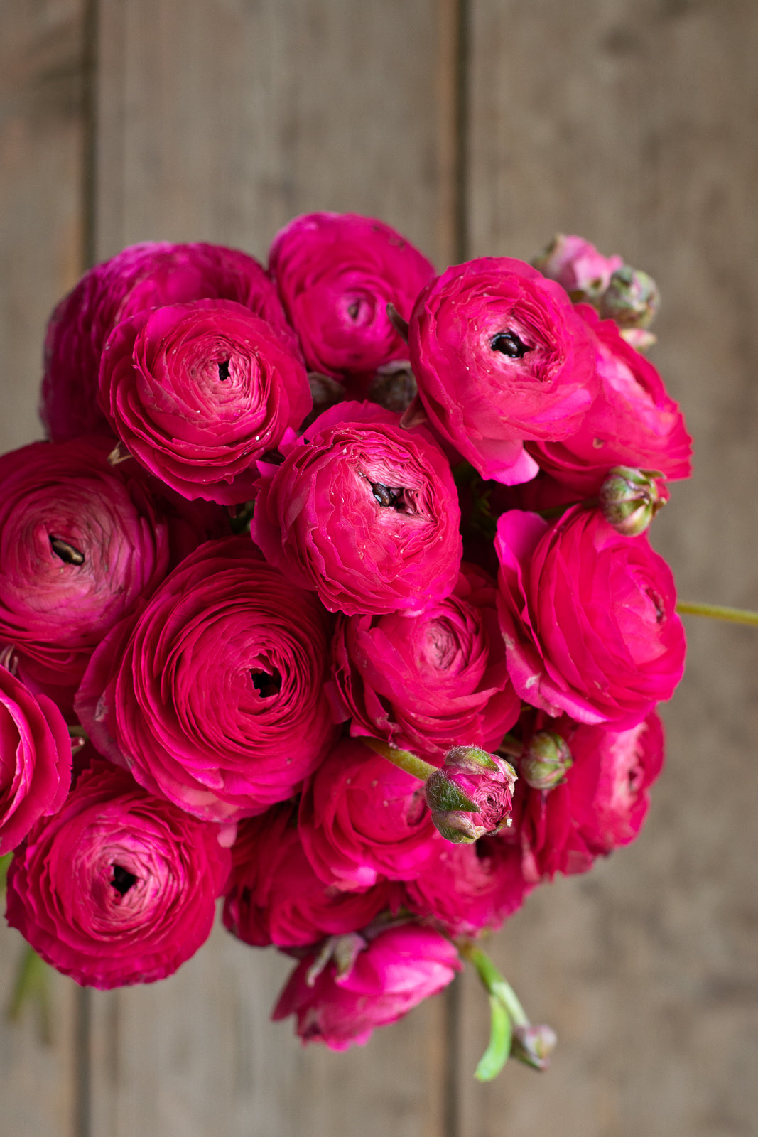 Italian Ranunculus - Hot Pink