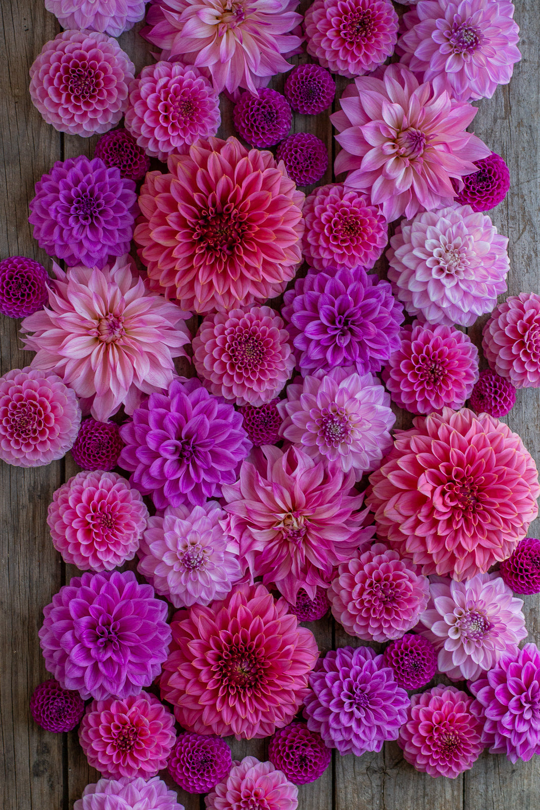 Blooms for Babes Pack FUNDRAISER