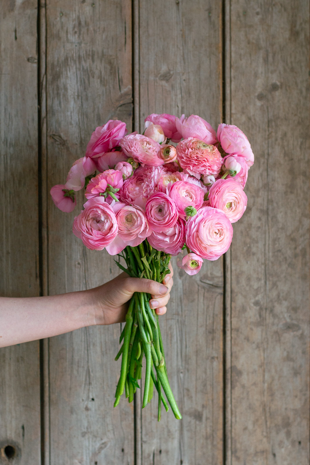 Italian Ranunculus - Light Pink Mix