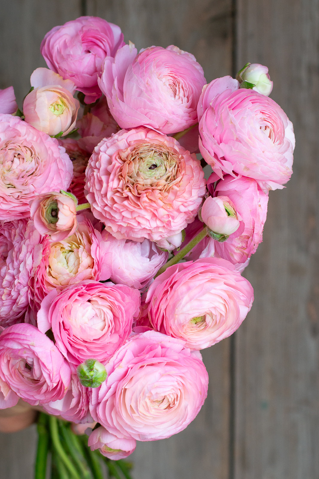 Italian Ranunculus - Light Pink Mix