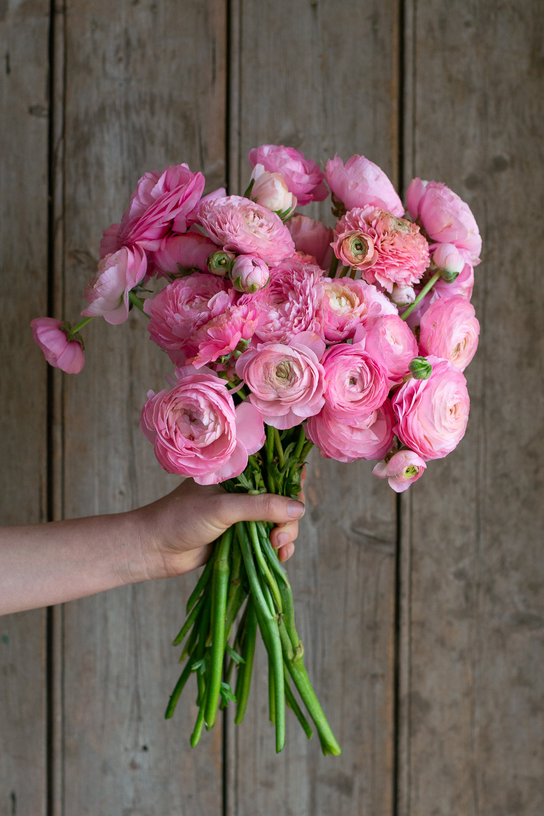 Italian Ranunculus - Light Pink Mix