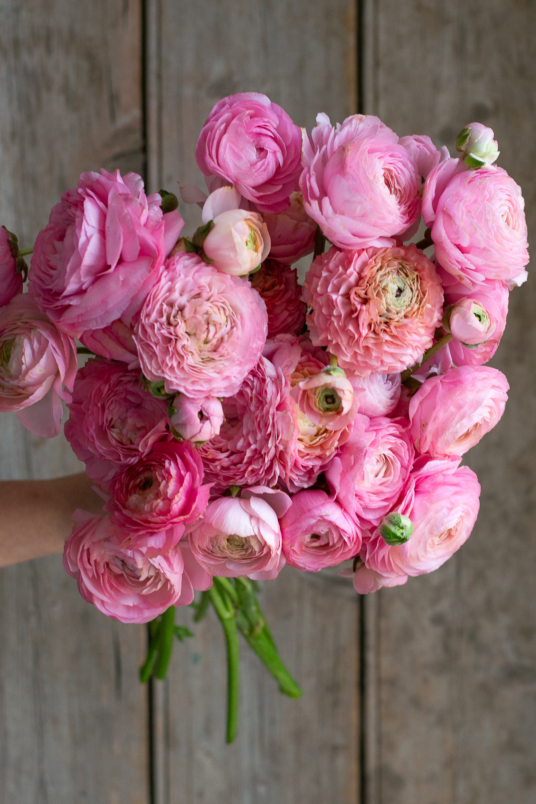 Italian Ranunculus - Light Pink Mix