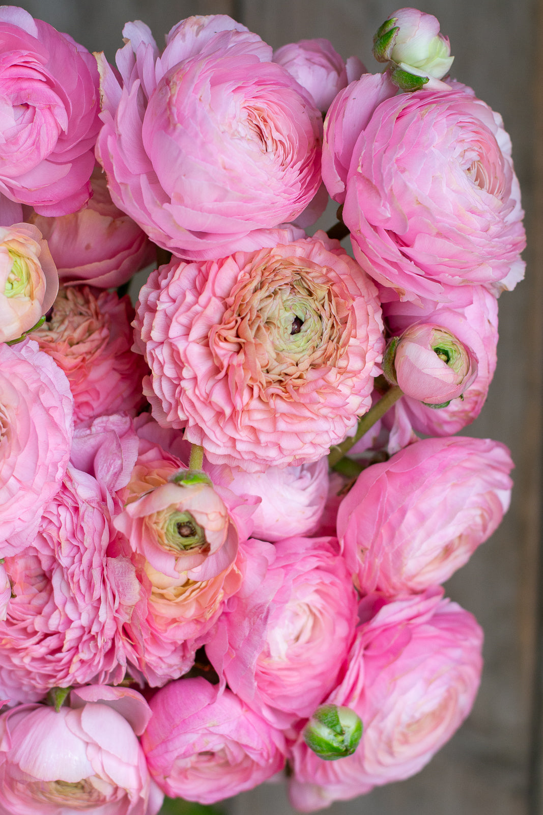 Italian Ranunculus - Light Pink Mix