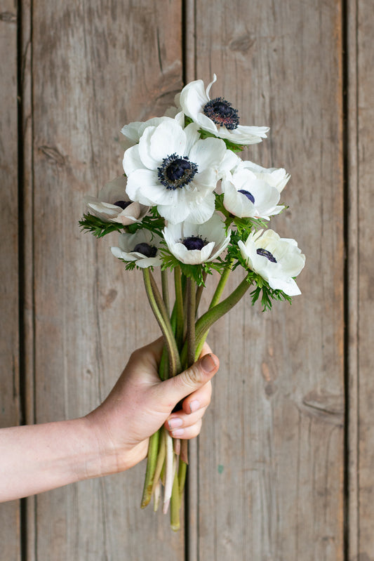 Anemone - Bianco Centro Nero