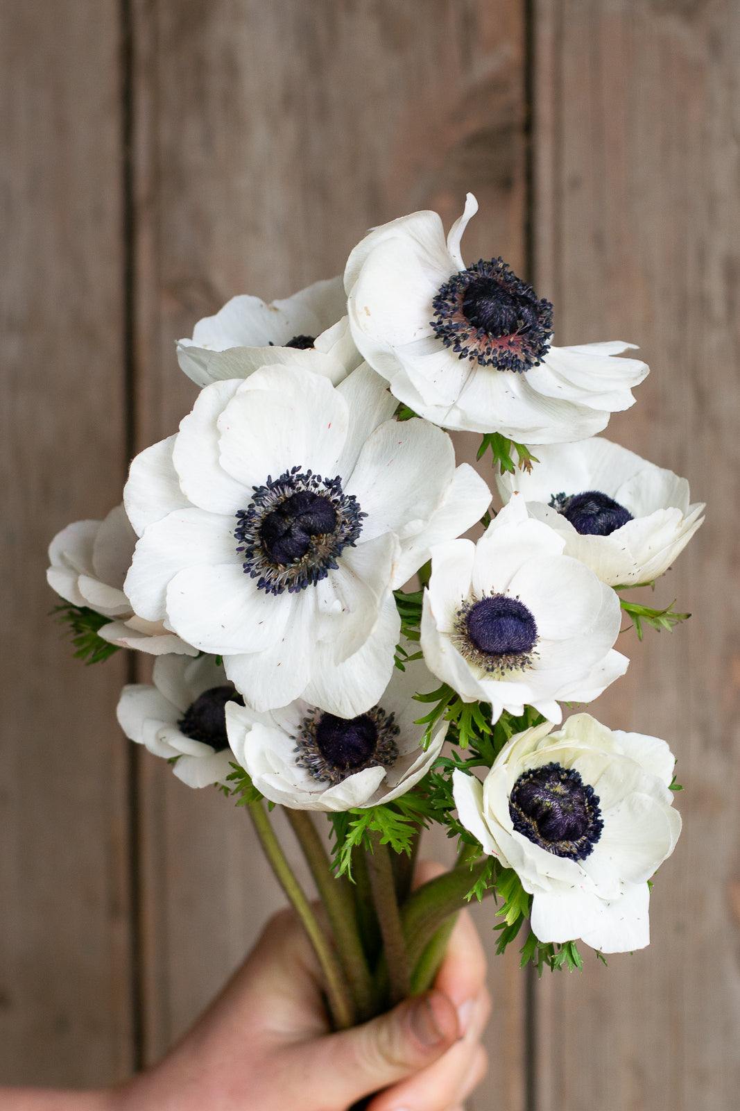 Anemone - Bianco Centro Nero