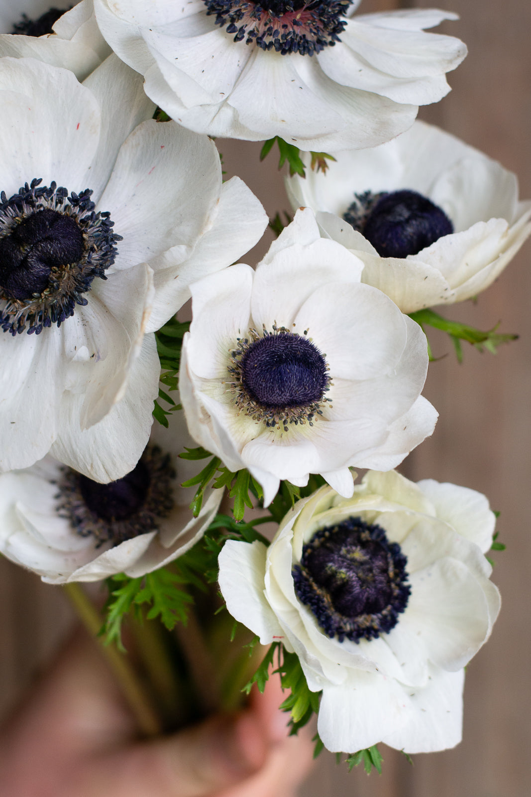 Anemone - Bianco Centro Nero