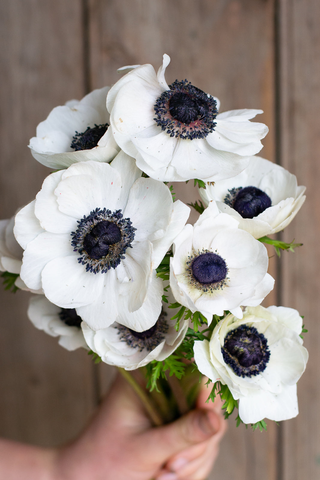 Anemone - Bianco Centro Nero