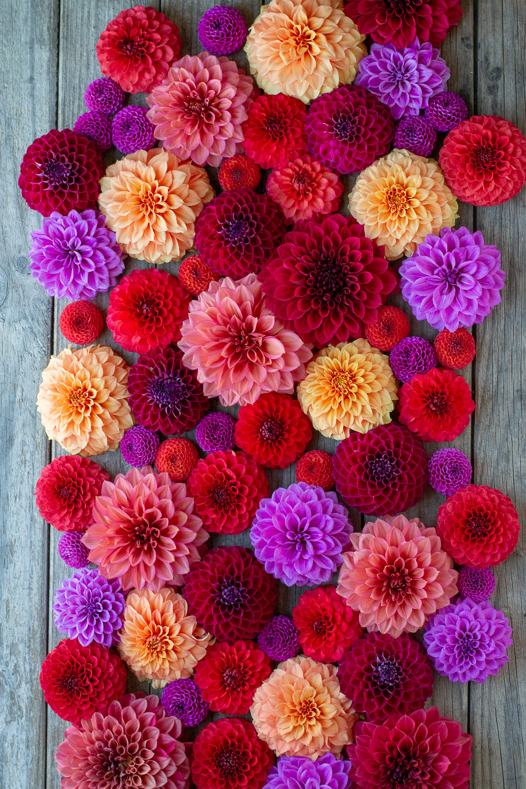 Blooms for Babes Pack FUNDRAISER