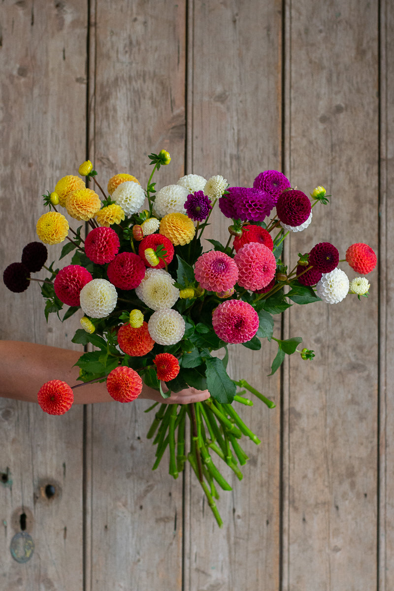 Pompon Dahlia Pack