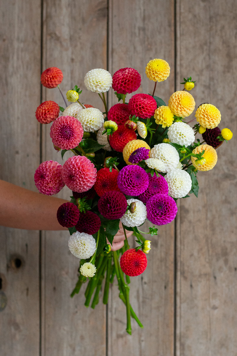 Pompon Dahlia Pack