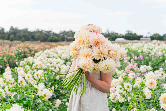 Afternoon tea in the dahlia field March 23rd